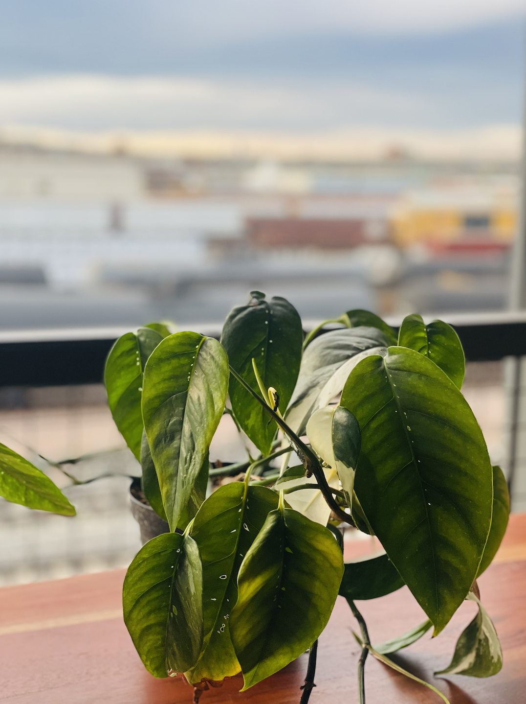 Albo Epipremnum Pinnatum
